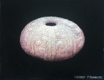 Sea Urchin