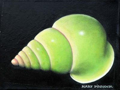 Manus Island Snail