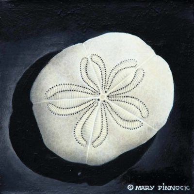 Sea Biscuit