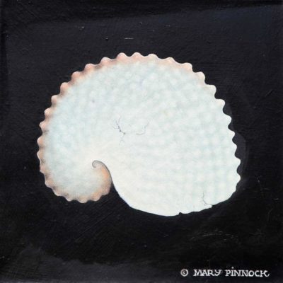 Nautili Shell