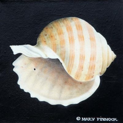 Banded Tun Shell