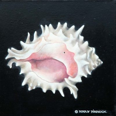 Pink Mouth Murex