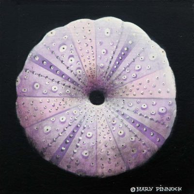 Tuxedo Urchin