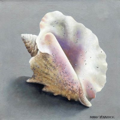 Caribbean Conch