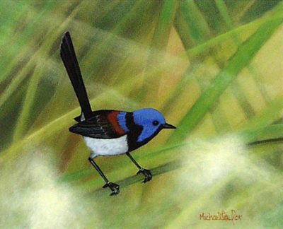 Fairy Wren