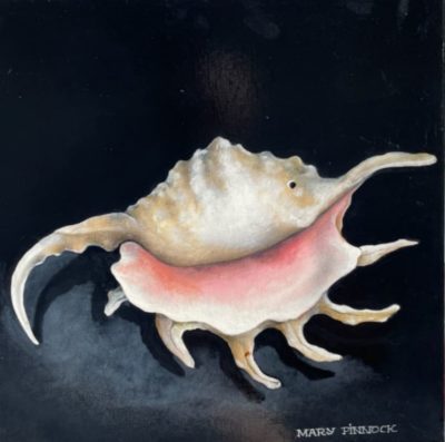 Spider Conch